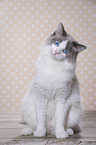 sitting Ragdoll