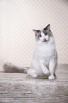 sitting Ragdoll