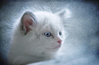 Ragdoll Kitten
