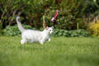 trotting Ragdoll