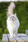 Ragdoll