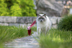 walking Ragdoll