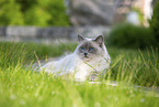 lying Ragdoll
