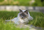 lying Ragdoll