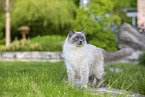 Ragdoll