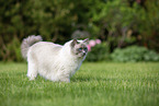 Ragdoll