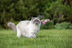 walking Ragdoll