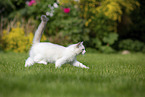 trotting Ragdoll