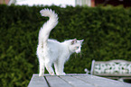 Ragdoll