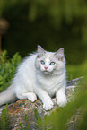 sitting Ragdoll