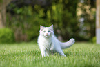 Ragdoll