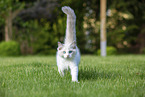 walking Ragdoll