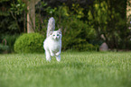 running Ragdoll