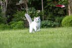 running Ragdoll