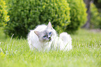 Ragdoll