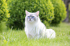 sitting Ragdoll