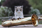 Ragdoll Kitten
