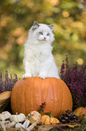 Ragdoll kitten in the pumpkin