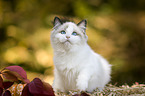 sitting Ragdoll kitten