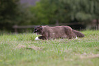 running Ragdoll
