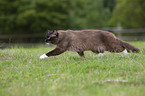 running Ragdoll