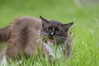 Ragdoll on a meadow
