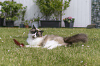 lying Ragdoll