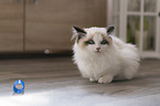 sitting Ragdoll Kitten