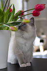 sitting Ragdoll Kitten