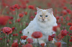 Ragdoll