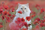 Ragdoll