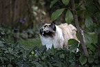 Ragdoll Portrait