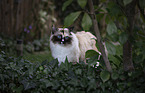 Ragdoll Portrait