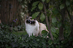 Ragdoll Portrait