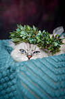 Ragdoll Portrait