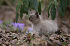Ragdoll Kitten