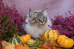 male Ragdoll
