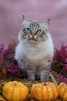 male Ragdoll