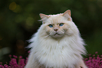 male Ragdoll