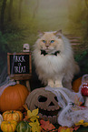 Ragdoll