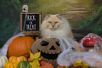 lying Ragdoll