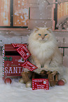 sitting Ragdoll