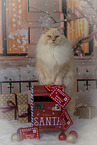 sitting Ragdoll
