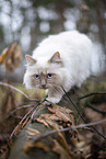 Ragdoll in the autumn