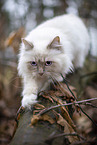 Ragdoll in the autumn
