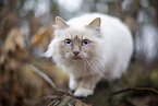 Ragdoll in the autumn