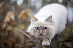 Ragdoll in the autumn