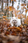 Ragdoll in the autumn