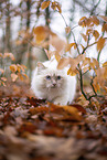Ragdoll in the autumn