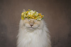 Ragdoll tomcat